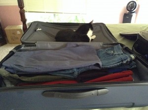 Simon, the cat, wants to go. 